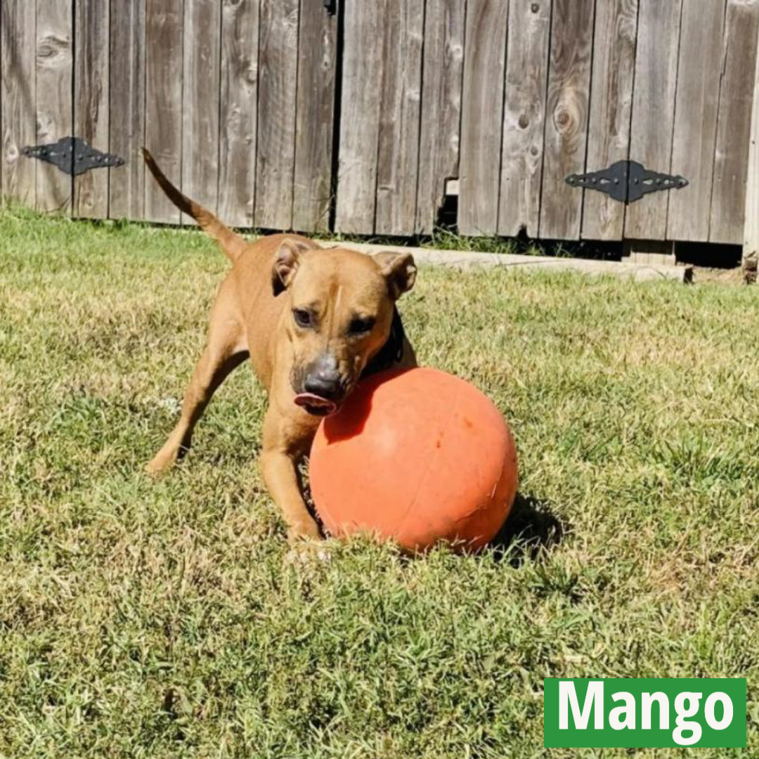 Mango